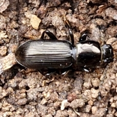 Unidentified Darkling beetle (Tenebrionidae) at Paling Yards, NSW - 7 Sep 2024 by trevorpreston