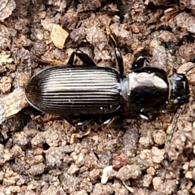 Unverified Darkling beetle (Tenebrionidae) at Paling Yards, NSW - 7 Sep 2024 by trevorpreston