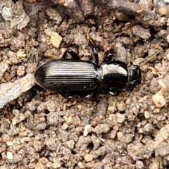 Tenebrionidae (family) at Paling Yards, NSW - 7 Sep 2024 12:09 PM