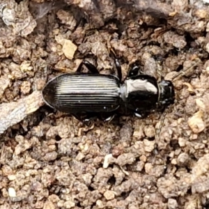 Tenebrionidae (family) at Paling Yards, NSW - 7 Sep 2024 12:09 PM