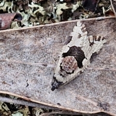 Unidentified Moth (Lepidoptera) at Paling Yards, NSW - 7 Sep 2024 by trevorpreston