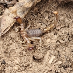 Unidentified Scorpion (Scorpionidae) at Paling Yards, NSW - 7 Sep 2024 by trevorpreston