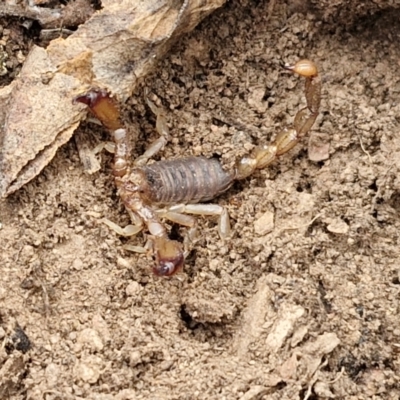 Unidentified Scorpion (Scorpionidae) at Paling Yards, NSW - 7 Sep 2024 by trevorpreston