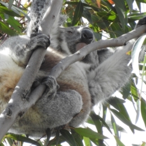 Phascolarctos cinereus at Tallong, NSW - suppressed