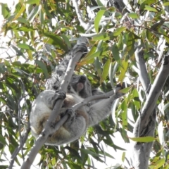 Phascolarctos cinereus at Tallong, NSW - suppressed