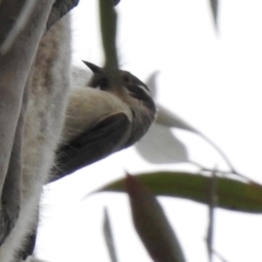 Phascolarctos cinereus at Tallong, NSW - 7 Sep 2024