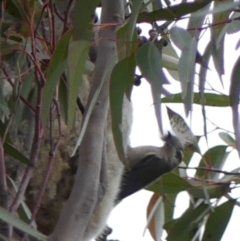 Phascolarctos cinereus at Tallong, NSW - suppressed