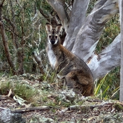 Notamacropus rufogriseus (Red-necked Wallaby) at Paling Yards, NSW - 7 Sep 2024 by trevorpreston