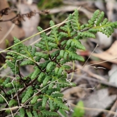 Cheilanthes sieberi subsp. sieberi (Mulga Rock Fern) at Paling Yards, NSW - 7 Sep 2024 by trevorpreston