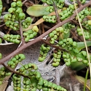 Cheilanthes sieberi subsp. sieberi at Paling Yards, NSW - 7 Sep 2024