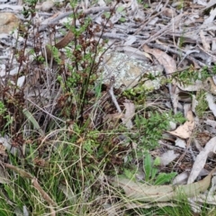 Cheilanthes sieberi subsp. sieberi at Paling Yards, NSW - 7 Sep 2024 12:02 PM