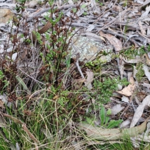 Cheilanthes sieberi subsp. sieberi at Paling Yards, NSW - 7 Sep 2024