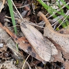 Unverified Moth (Lepidoptera) at Paling Yards, NSW - 7 Sep 2024 by trevorpreston