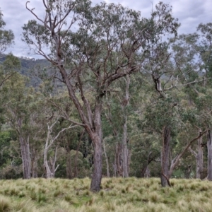 Eucalyptus macrorhyncha subsp. macrorhyncha at Paling Yards, NSW - 7 Sep 2024