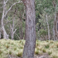 Eucalyptus macrorhyncha subsp. macrorhyncha at Paling Yards, NSW - 7 Sep 2024