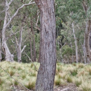 Eucalyptus macrorhyncha subsp. macrorhyncha at Paling Yards, NSW - 7 Sep 2024