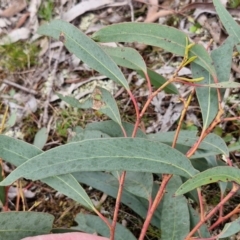 Eucalyptus macrorhyncha subsp. macrorhyncha at Paling Yards, NSW - 7 Sep 2024 12:00 PM