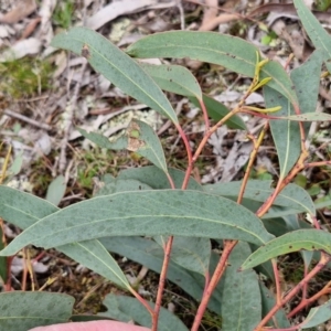 Eucalyptus macrorhyncha subsp. macrorhyncha at Paling Yards, NSW - 7 Sep 2024