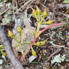 Eucalyptus macrorhyncha subsp. macrorhyncha at Paling Yards, NSW - 7 Sep 2024