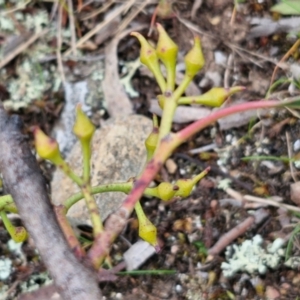 Eucalyptus macrorhyncha subsp. macrorhyncha at Paling Yards, NSW - 7 Sep 2024