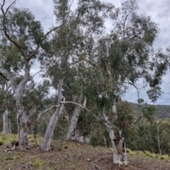 Eucalyptus rossii (Inland Scribbly Gum) at Paling Yards, NSW - 7 Sep 2024 by trevorpreston