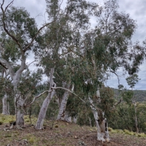 Eucalyptus rossii at Paling Yards, NSW - 7 Sep 2024