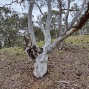 Eucalyptus rossii at Paling Yards, NSW - 7 Sep 2024