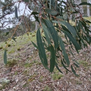 Eucalyptus rossii at Paling Yards, NSW - 7 Sep 2024