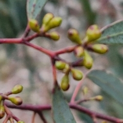 Eucalyptus rossii at Paling Yards, NSW - 7 Sep 2024