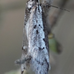 Philobota stella (A concealer moth) at Yarralumla, ACT - 7 Sep 2024 by Anna123