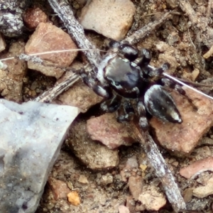 Maratus scutulatus at Paling Yards, NSW - 7 Sep 2024 11:55 AM