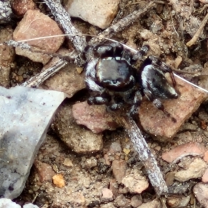 Maratus scutulatus at Paling Yards, NSW - 7 Sep 2024 11:55 AM