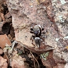 Maratus scutulatus at Paling Yards, NSW - 7 Sep 2024