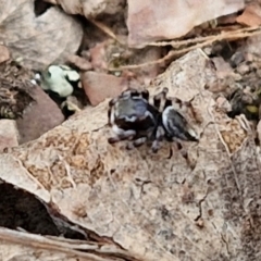 Maratus scutulatus at Paling Yards, NSW - 7 Sep 2024 11:55 AM