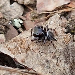 Maratus scutulatus at Paling Yards, NSW - 7 Sep 2024