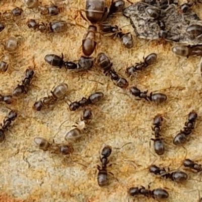 Doleromyrma sp. (genus) (Brown house ant) at Paling Yards, NSW - 7 Sep 2024 by trevorpreston