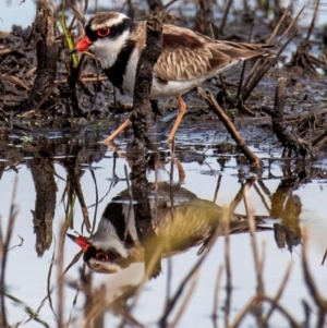 Charadrius melanops at Mon Repos, QLD - 28 Jun 2024