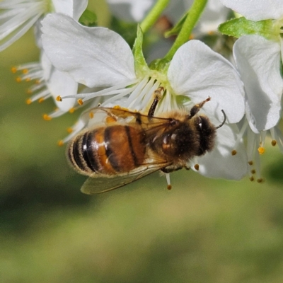 Apis mellifera at Braidwood, NSW - 7 Sep 2024 by MatthewFrawley