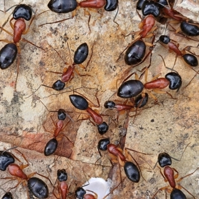 Camponotus nigriceps (Black-headed sugar ant) at Paling Yards, NSW - 7 Sep 2024 by trevorpreston