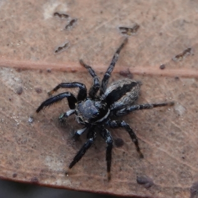 Jotus auripes (Jumping spider) at Yarralumla, ACT - 7 Sep 2024 by Anna123