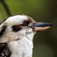 Dacelo novaeguineae (Laughing Kookaburra) at Mon Repos, QLD - 28 Jun 2024 by Petesteamer