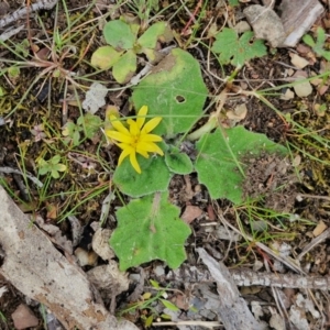 Cymbonotus (genus) at Paling Yards, NSW - 7 Sep 2024 11:53 AM