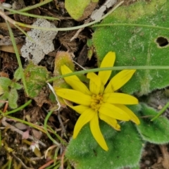 Cymbonotus (genus) at Paling Yards, NSW - 7 Sep 2024 11:53 AM