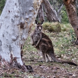 Macropus giganteus at Paling Yards, NSW - 7 Sep 2024