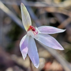 Caladenia fuscata (Dusky Fingers) at Bombay, NSW - 7 Sep 2024 by MatthewFrawley