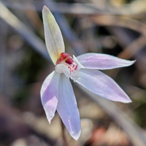 Caladenia fuscata at Bombay, NSW - suppressed