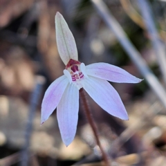 Caladenia fuscata at Bombay, NSW - 7 Sep 2024