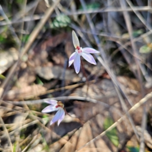 Caladenia fuscata at Bombay, NSW - suppressed