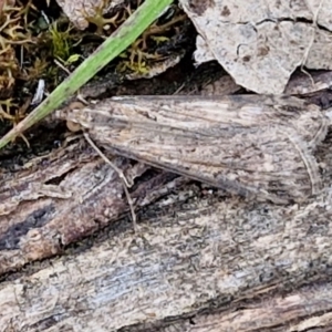 Nomophila corticalis at Paling Yards, NSW - 7 Sep 2024 11:51 AM