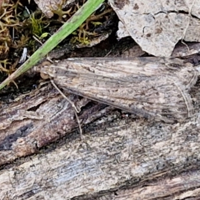 Nomophila corticalis (A Snout Moth) at Paling Yards, NSW - 7 Sep 2024 by trevorpreston